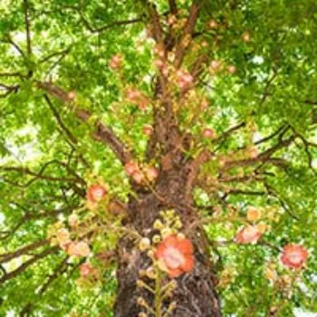 Excellent Red Sandalwood Plants